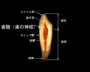 pulp1jpg